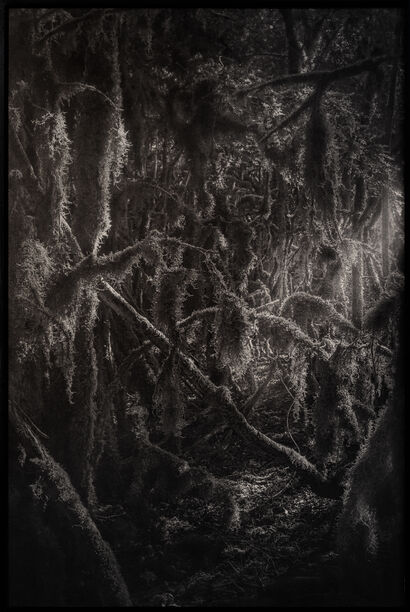 ##8 A pure spirit grows beneath the bark of stones, Contemporary forests / The spirit of the forest, Mossy forest, communal forest of Noidant-le-Rocheux, Haute-Marne, France. - a Photographic Art Artowrk by Amélie Labourdette
